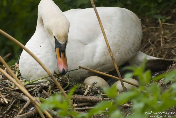 Höckerschwan, Cygnus olor, Entenvögel (Anatidae), Weibchen beim brüten auf Nest, umlagern der Eier, Werra, A nature document - not arranged nor manipulated

Hinweis: Dieses Nest befand sich in 2 m (!) Entfernung von einer befestigten Einsatzstelle für Wasserwanderer. Das Schwanenpaar ließ sich nicht von den in direkter Nähe befindlichen Menschen stören, den Fotografen eingeschlossen., Probstei Zella, Deutschland