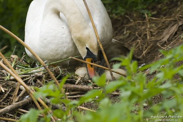 Höckerschwan, Cygnus olor, Entenvögel (Anatidae), Weibchen beim brüten auf Nest, umlagern der Eier, Werra, A nature document - not arranged nor manipulated

Hinweis: Dieses Nest befand sich in 2 m (!) Entfernung von einer befestigten Einsatzstelle für Wasserwanderer. Das Schwanenpaar ließ sich nicht von den in direkter Nähe befindlichen Menschen stören, den Fotografen eingeschlossen., Probstei Zella, Deutschland