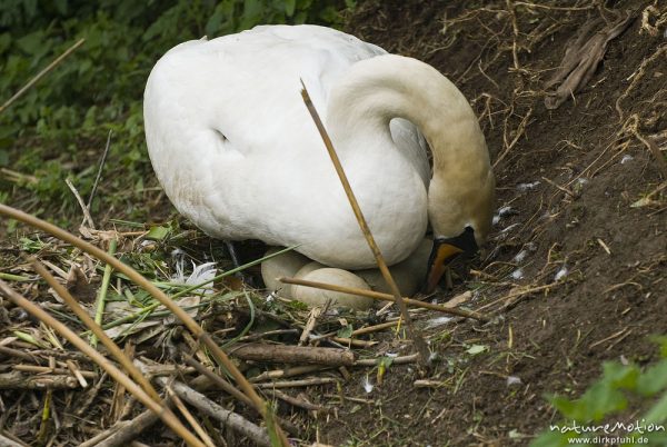 Höckerschwan, Cygnus olor, Entenvögel (Anatidae), Weibchen beim brüten auf Nest, umlagern der Eier, Werra, A nature document - not arranged nor manipulated

Hinweis: Dieses Nest befand sich in 2 m (!) Entfernung von einer befestigten Einsatzstelle für Wasserwanderer. Das Schwanenpaar ließ sich nicht von den in direkter Nähe befindlichen Menschen stören, den Fotografen eingeschlossen., Probstei Zella, Deutschland