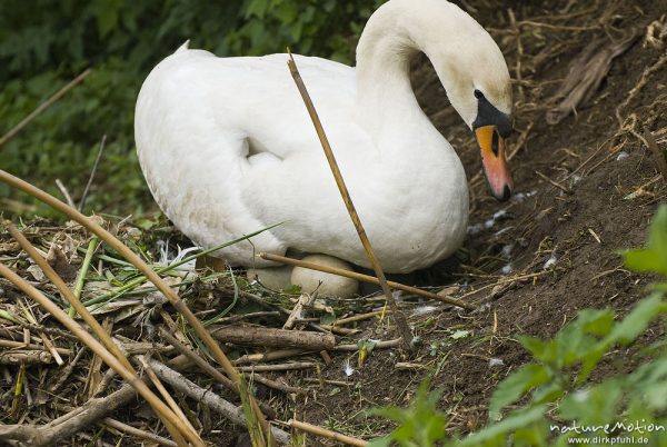 Höckerschwan, Cygnus olor, Entenvögel (Anatidae), Weibchen beim brüten auf Nest, umlagern der Eier, Werra, A nature document - not arranged nor manipulated

Hinweis: Dieses Nest befand sich in 2 m (!) Entfernung von einer befestigten Einsatzstelle für Wasserwanderer. Das Schwanenpaar ließ sich nicht von den in direkter Nähe befindlichen Menschen stören, den Fotografen eingeschlossen., Probstei Zella, Deutschland