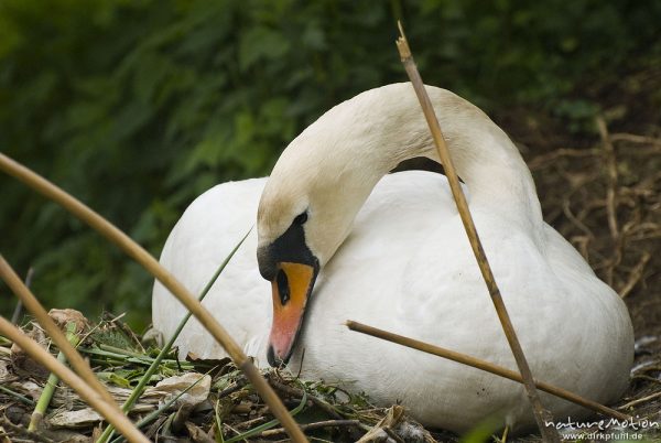 Höckerschwan, Cygnus olor, Entenvögel (Anatidae), Weibchen beim brüten auf Nest, Werra, A nature document - not arranged nor manipulated

Hinweis: Dieses Nest befand sich in 2 m (!) Entfernung von einer befestigten Einsatzstelle für Wasserwanderer. Das Schwanenpaar ließ sich nicht von den in direkter Nähe befindlichen Menschen stören, den Fotografen eingeschlossen., Probstei Zella, Deutschland