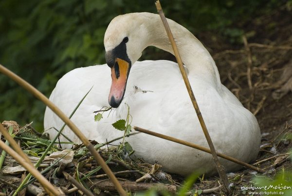 Höckerschwan, Cygnus olor, Entenvögel (Anatidae), Weibchen beim brüten auf Nest, Nestbau, Werra, A nature document - not arranged nor manipulated

Hinweis: Dieses Nest befand sich in 2 m (!) Entfernung von einer befestigten Einsatzstelle für Wasserwanderer. Das Schwanenpaar ließ sich nicht von den in direkter Nähe befindlichen Menschen stören, den Fotografen eingeschlossen., Probstei Zella, Deutschland