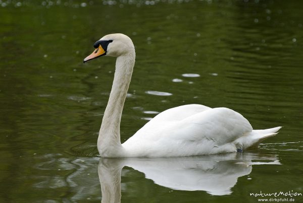 Höckerschwan, Cygnus olor, Entenvögel (Anatidae), Männchen auf Wasser, Werra, Probstei Zella, Deutschland