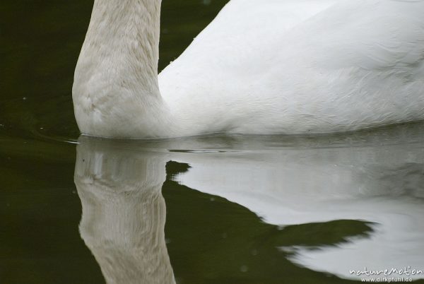 Höckerschwan, Cygnus olor, Entenvögel (Anatidae), Männchen auf Wasser, Spiegelung des Gefieders, Werra, Probstei Zella, Deutschland