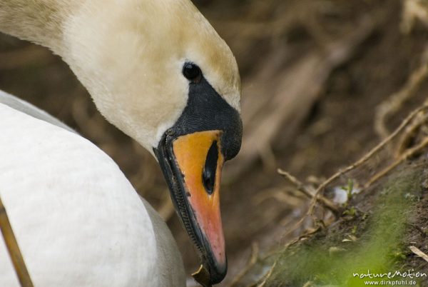 Höckerschwan, Cygnus olor, Entenvögel (Anatidae), Weibchen beim brüten auf Nest, Werra, A nature document - not arranged nor manipulated

Hinweis: Dieses Nest befand sich in 2 m (!) Entfernung von einer befestigten Einsatzstelle für Wasserwanderer. Das Schwanenpaar ließ sich nicht von den in direkter Nähe befindlichen Menschen stören, den Fotografen eingeschlossen., Probstei Zella, Deutschland