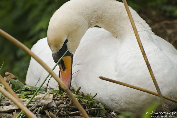 Höckerschwan, Cygnus olor, Entenvögel (Anatidae), Weibchen beim brüten auf Nest, Nestbau, Werra, A nature document - not arranged nor manipulated

Hinweis: Dieses Nest befand sich in 2 m (!) Entfernung von einer befestigten Einsatzstelle für Wasserwanderer. Das Schwanenpaar ließ sich nicht von den in direkter Nähe befindlichen Menschen stören, den Fotografen eingeschlossen., Probstei Zella, Deutschland