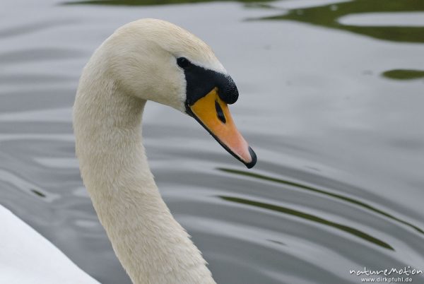 Höckerschwan, Cygnus olor, Entenvögel (Anatidae), Männchen, Kopf, Werra, A nature document - not arranged nor manipulated, Probstei Zella, Deutschland