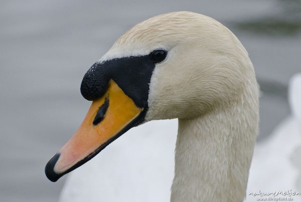 Höckerschwan, Cygnus olor, Entenvögel (Anatidae), Männchen, Kopf, Werra, A nature document - not arranged nor manipulated, Probstei Zella, Deutschland