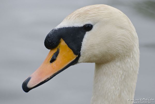 Höckerschwan, Cygnus olor, Entenvögel (Anatidae), Männchen, Kopf, Werra, A nature document - not arranged nor manipulated, Probstei Zella, Deutschland