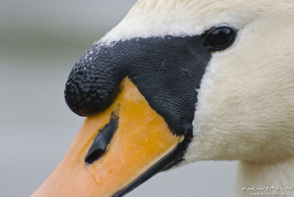 Höckerschwan, Cygnus olor, Entenvögel (Anatidae), Männchen, Kopf, Werra, A nature document - not arranged nor manipulated, Probstei Zella, Deutschland