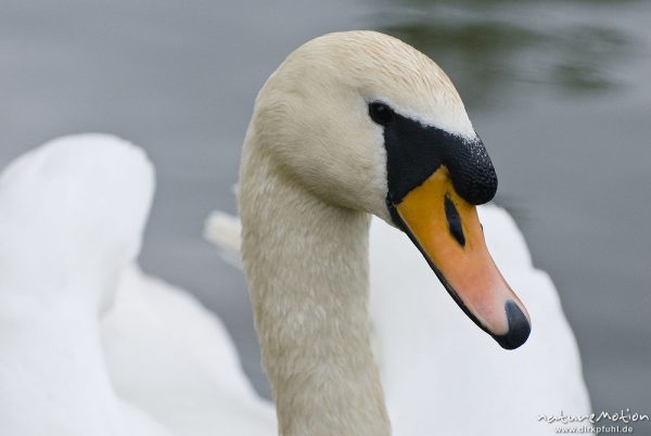 Höckerschwan, Cygnus olor, Entenvögel (Anatidae), Männchen, Kopf, Werra, A nature document - not arranged nor manipulated, Probstei Zella, Deutschland