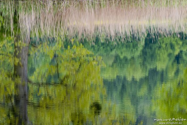 Spiegelungen von Bäumen und Schilf auf Wasseroberfläche, Fischteich, Wanfried, Deutschland