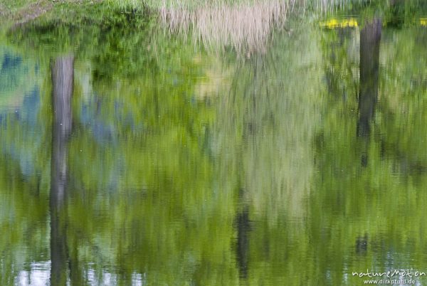 Spiegelungen von Bäumen und Schilf auf Wasseroberfläche, Fischteich, Wanfried, Deutschland