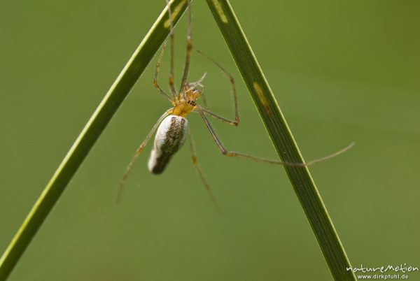 Gemeine Streckerspinne, Tetragnatha extensa, Tetragnathidae, Weibchen beim Nestbau, Augen sehr gut zu erkennen, Quellteich Kerstlingeröder Feld, Göttingen, Deutschland