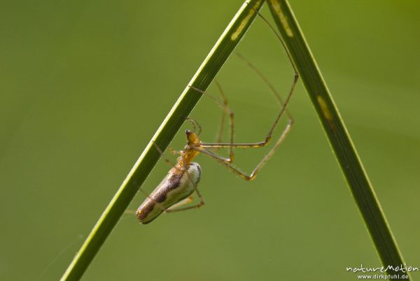 Gemeine Streckerspinne, Tetragnatha extensa, Tetragnathidae, Weibchen beim Nestbau, Seitenansicht, Augen und Cheliceren gut zu erkennen, Quellteich Kerstlingeröder Feld, Göttingen, Deutschland