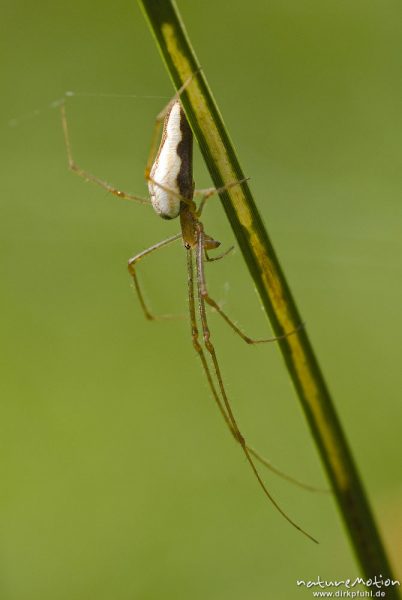 Gemeine Streckerspinne, Tetragnatha extensa, Tetragnathidae, Weibchen beim Nestbau, Seitenansicht, Augen und Cheliceren gut zu erkennen, Quellteich Kerstlingeröder Feld, Göttingen, Deutschland