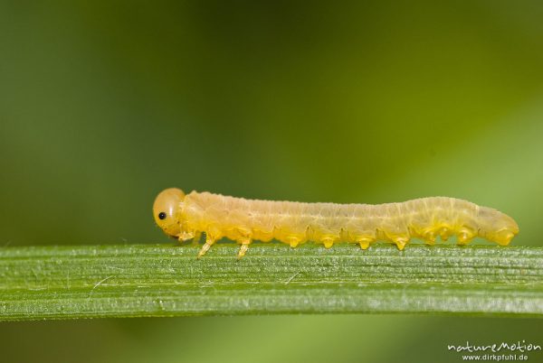 Afterraupe, Larve einer Pflanzenwespe (Symphyta), kriechend auf Grashalm, gut zu erkennen die sieben Afterfußpaare, Quellteich Kerstlingeröder Feld, Göttingen, Deutschland