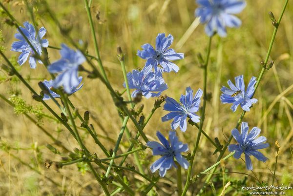 Gemeine Wegwarte, Cichorium intybus, Asteraceae, blühend, Kerstlingeröder Feld, Göttingen, Deutschland