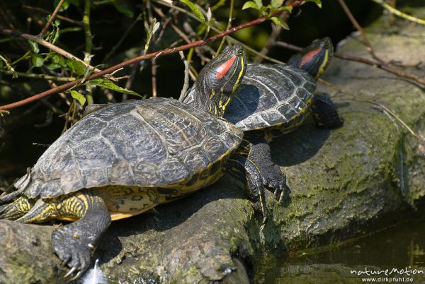 Rotwangen-Schmuckschildkröte, Trachemys scripta elegans, Emydidae, Tiere beim sonnenbaden auf einem Baumstamm am Ufer, Kiessee, A nature document - not arranged nor manipulated, Göttingen, Deutschland