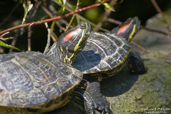 Rotwangen-Schmuckschildkröte, Trachemys scripta elegans, Emydidae, Tiere beim sonnenbaden auf einem Baumstamm am Ufer, Kiessee, A nature document - not arranged nor manipulated, Göttingen, Deutschland