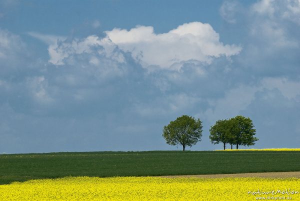 zwei Bäume zwischen Rapsfeldern, vorbeiziehende Wolken, Seeburger See, Deutschland