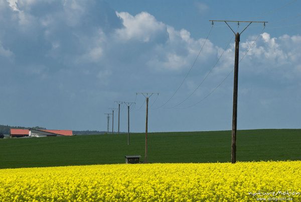 Stromleitung, Freileitung, Mittelspannungsleitung, inmitten Rapsfeld, Seeburger See, Deutschland