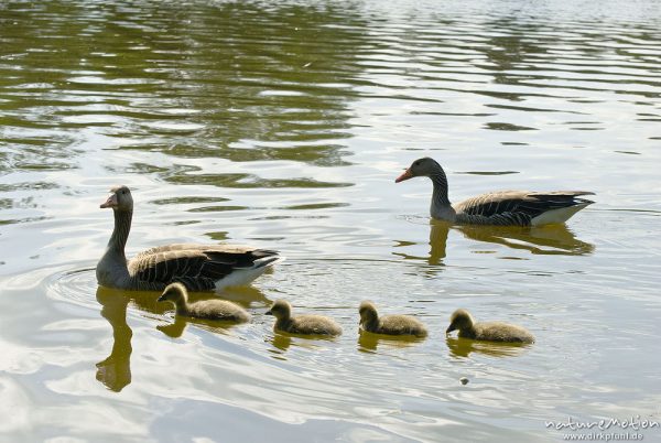 Graugans, zwei Alttiere mit Küken, schwimmend im Wasser, Kiessee, A nature document - not arranged nor manipulated, Göttingen, Deutschland