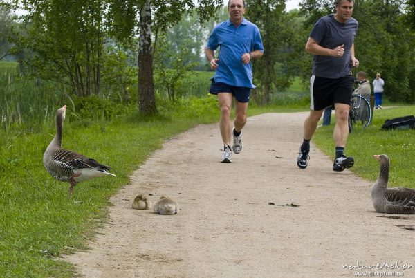 Graugans, Anser anser, Anatidae, Alttiere und Küken sitzen auf Weg, Jogger laufen durch die Gruppe, Kiessee, A nature document - not arranged nor manipulated, Göttingen, Deutschland