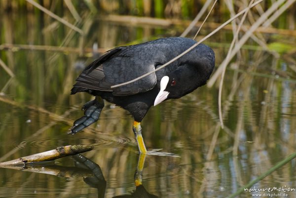 Bläßhuhn, Bläßralle, Fulica atra, Rallidae, Tier steht in flachem Wasser, Gefiederpflege, Fuß gut zu erkennen, A nature document - not arranged nor manipulated, Seeburger See, Deutschland