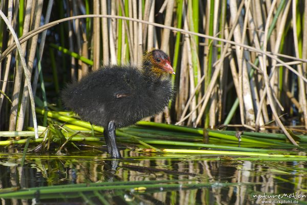 Bläßhuhn, Bläßralle, Fulica atra, Rallidae, Küken vor Schilf, steht in flachem Wasser, A nature document - not arranged nor manipulated, Seeburger See, Deutschland