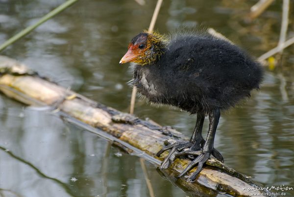 Bläßhuhn, Bläßralle, Fulica atra, Rallidae, Küken, steht auf Baumstamm, Füße gut zu erkennen, A nature document - not arranged nor manipulated, Seeburger See, Deutschland