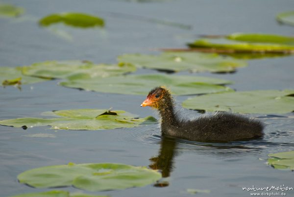 Bläßhuhn, Bläßralle, Fulica atra, Rallidae, Küken, schwimmt zwischen Seerosenblättern, A nature document - not arranged nor manipulated, Seeburger See, Deutschland