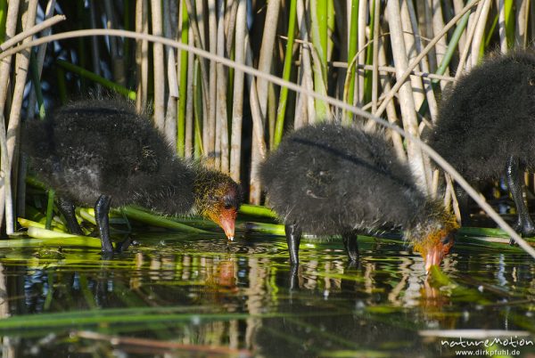 Bläßhuhn, Bläßralle, Fulica atra, Rallidae, zwei Küken vor Schilf, stehen in flachem Wasser, fressen Wasserpflanzen, A nature document - not arranged nor manipulated, Seeburger See, Deutschland