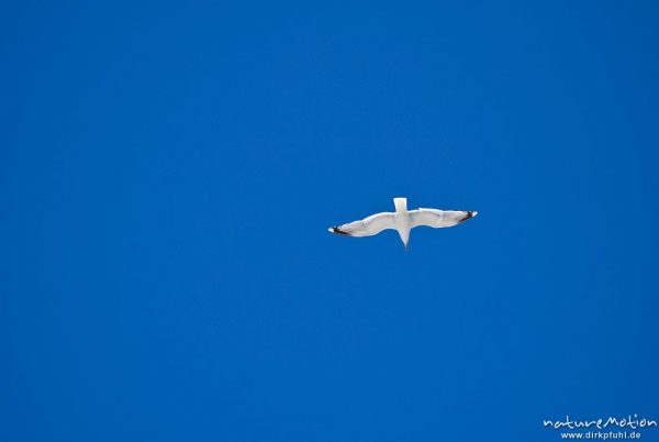 Silbermöwe, Larus Argentatus, Laridae, fliegend von unten geen blauen Himmel, Strand von Prerow, Darß, Zingst, Deutschland