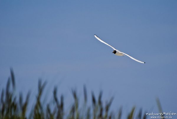 Lachmöwe, Larus ridibundus, Laridae, fliegend, Strand von Prerow, Darß, Zingst, Deutschland