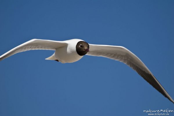 Lachmöwe, Larus ridibundus, Laridae, fliegend, Gesicht von vorn, Strand von Prerow, Darß, Zingst, Deutschland