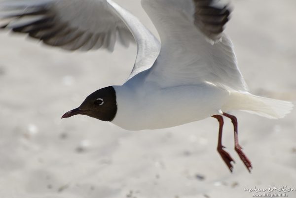 Lachmöwe, Larus ridibundus, Laridae, fliegt auf, Abflug, Strand von Prerow, Darß, Zingst, Deutschland