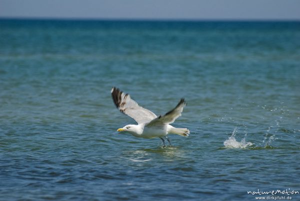 Silbermöwe, Larus Argentatus, Laridae, startet von Wasseroberfläche und fliegt übers Meer, Strand von Prerow, Darß, Zingst, Deutschland