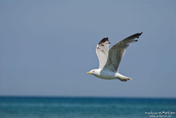 Silbermöwe, Larus Argentatus, Laridae, startet von Wasseroberfläche und fliegt übers Meer, Strand von Prerow, Darß, Zingst, Deutschland