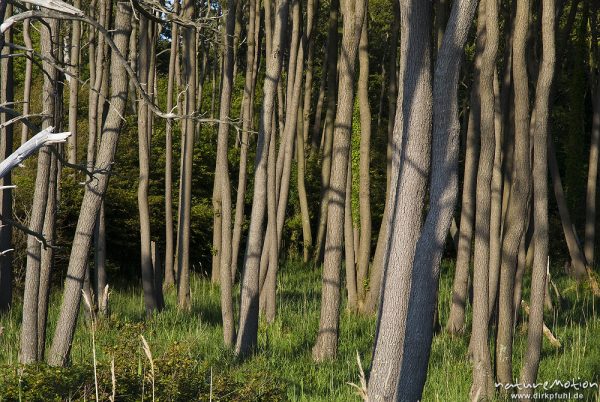 Erlenstämme an der Dünenkante, Darsser Weststrand, Abendlicht, Darß, Zingst, Deutschland