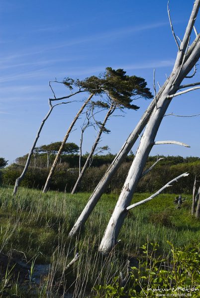 Bäume an der Dünenkante, abgestorbene Stämme oder vom Wind gebeugt, Windflüchter, Darsser Weststrand, Darß, Zingst, Deutschland