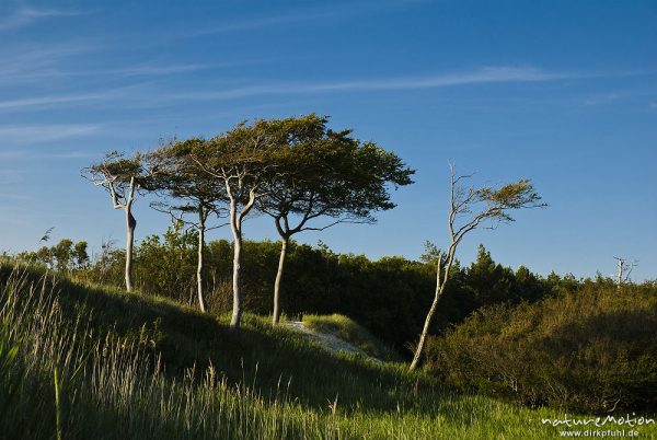 Bäume an der Dünenkante, vom Wind gebeugt, Windflüchter, Darsser Weststrand, Darß, Zingst, Deutschland