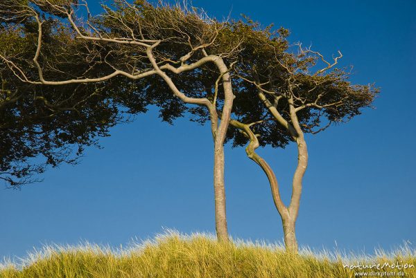 Bäume an der Dünenkante, vom Wind gebeugt, Windflüchter, Darsser Weststrand, Darß, Zingst, Deutschland