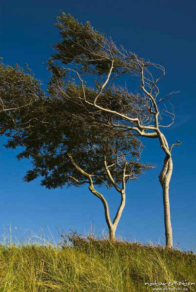 Bäume an der Dünenkante, vom Wind gebeugt, Windflüchter, Darsser Weststrand, Darß, Zingst, Deutschland