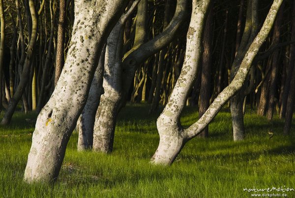 Darsser Urwald, Buchen am Dünenrand, Waldbestand zum Meer hin offen, Abtragungszone, Darß, Zingst, Deutschland