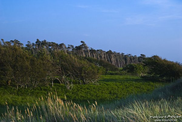 Wald mit Windflüchtern, Dünen, Landschaft unmittelbar hinter der vordersten Dünenreihe am Darsser Weststrand, Darß, Zingst, Deutschland