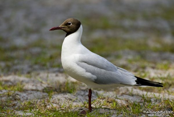 Lachmöwe, Larus ridibundus, Laridae, Tier am Waldboden, Campingplatz Regenbogencamp Prerow, A nature document - not arranged nor manipulated, Darß, Zingst, Deutschland