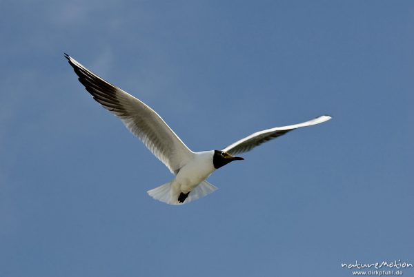 Lachmöwe, Larus ridibundus, Laridae, Tier in Flug. Strand von Prerow, A nature document - not arranged nor manipulated, Darß, Zingst, Deutschland