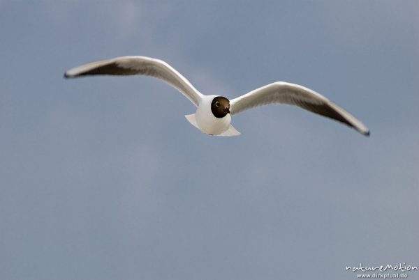 Lachmöwe, Larus ridibundus, Laridae, Tier in Flug, Gesicht von vorn, Strand von Prerow, A nature document - not arranged nor manipulated, Darß, Zingst, Deutschland