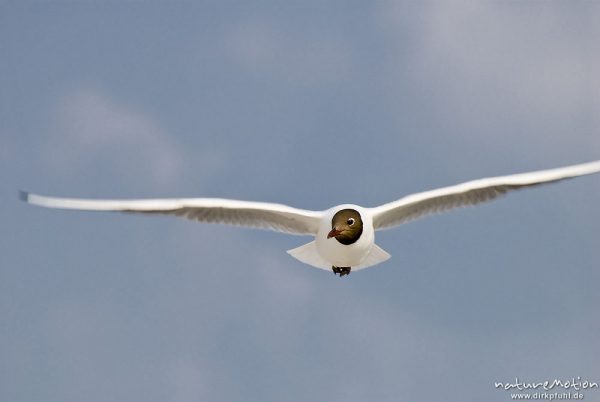 Lachmöwe, Larus ridibundus, Laridae, Tier in Flug, Gesicht von vorn, Strand von Prerow, A nature document - not arranged nor manipulated, Darß, Zingst, Deutschland